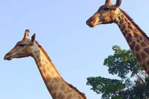 PARQUES E RESERVAS ECOLÓGICAS DO GOVERNO Zoológico de São Paulo
